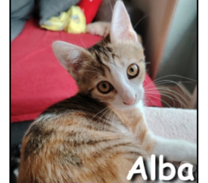 Don animaux Lyon Lyon - Photos Vivastreet ALBA, minette joueuse et câline