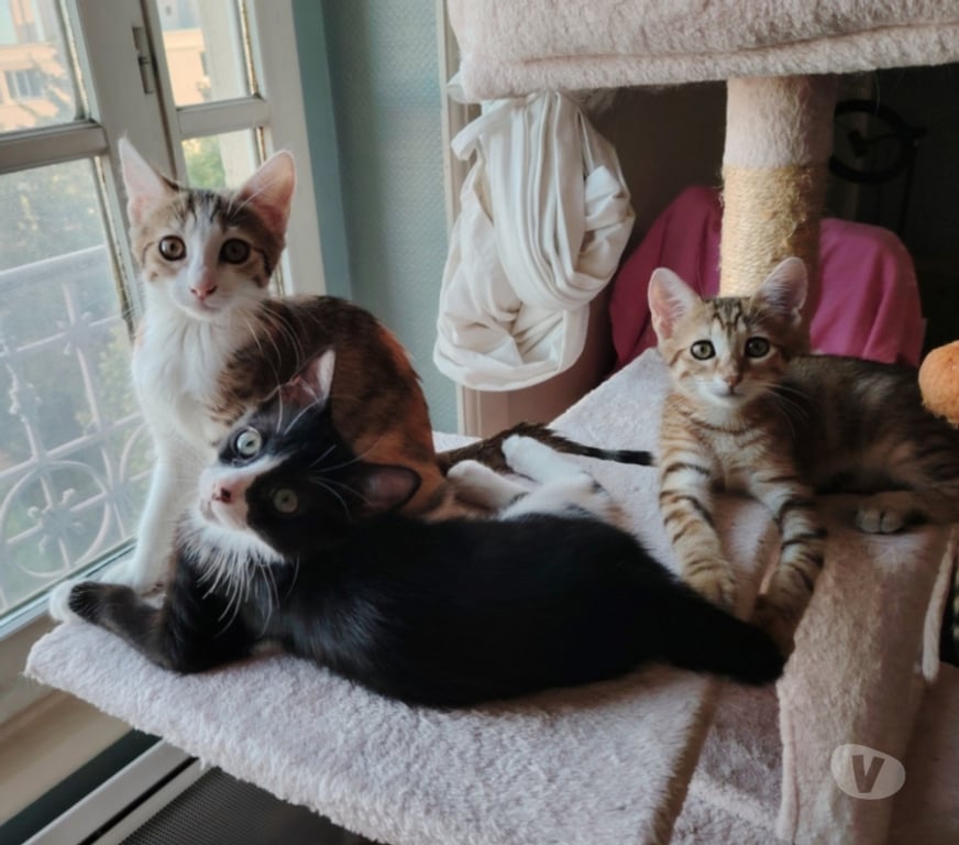 Don animaux Rhône Lyon - Photos Vivastreet ALYA, minette joueuse et adorable