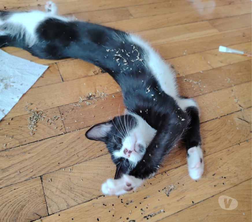 Don animaux Rhône Lyon - Photos Vivastreet ALYA, minette joueuse et adorable