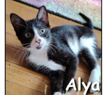ALYA, minette joueuse et adorable