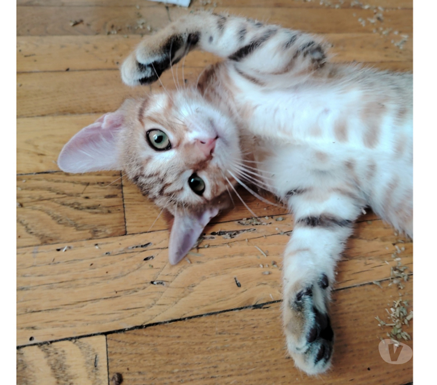 Don animaux Rhône Lyon - Photos Vivastreet ANAKIN, chaton joueur et câlin