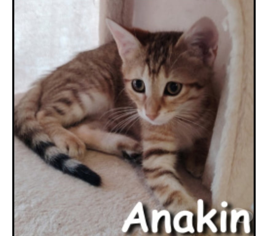 Don animaux Rhône Lyon - Photos Vivastreet ANAKIN, chaton joueur et câlin