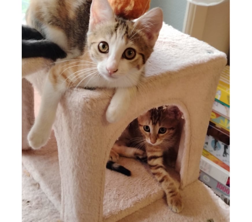 Don animaux Rhône Lyon - Photos Vivastreet ANAKIN, chaton joueur et câlin