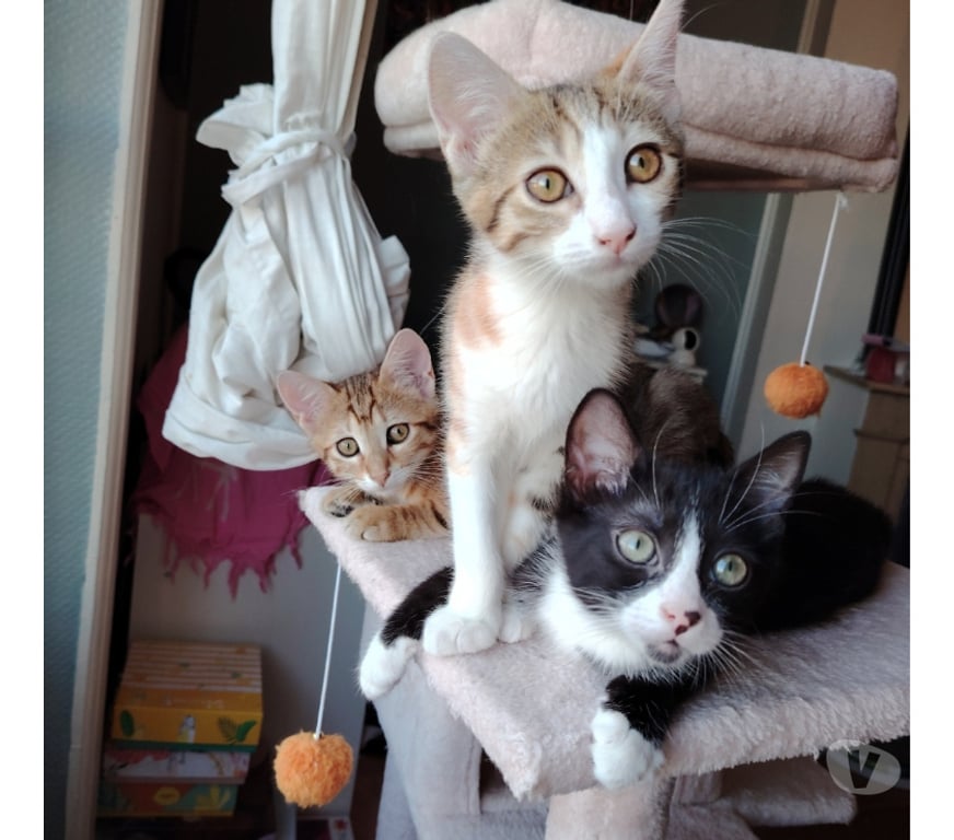 Don animaux Rhône Lyon - Photos Vivastreet ANAKIN, chaton joueur et câlin