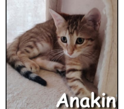 Don Lyon Lyon - Photos Vivastreet ANAKIN, chaton joueur et câlin