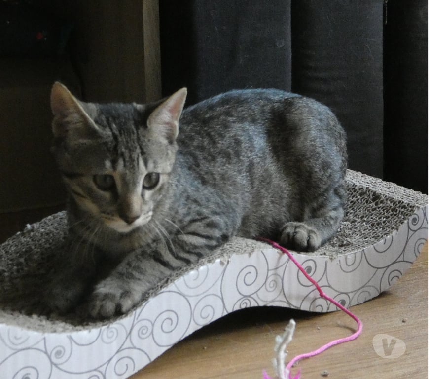 Don animaux Rhône Lyon - Photos Vivastreet ASH, chaton affectueux et câlin