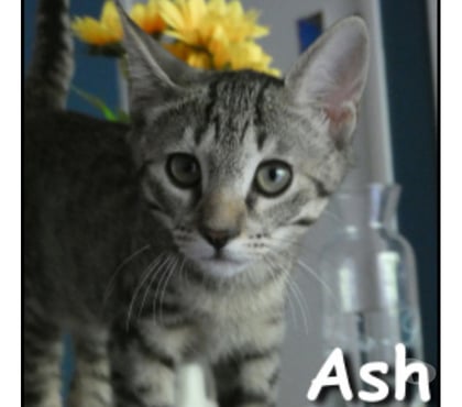 Don animaux Lyon Lyon - Photos Vivastreet ASH, chaton affectueux et câlin