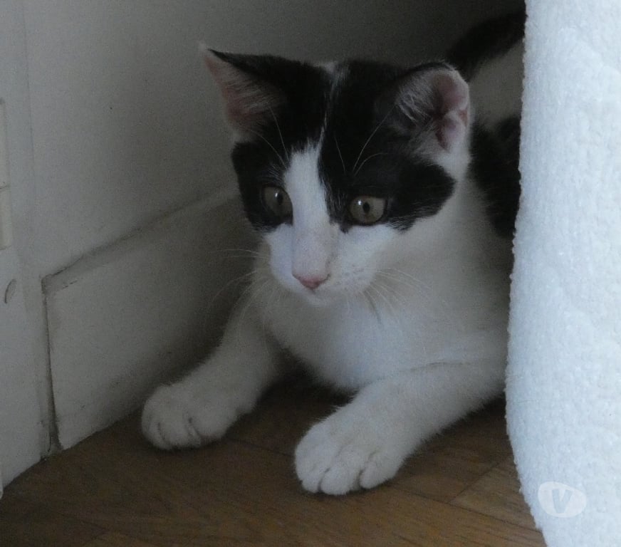 Don animaux Rhône Lyon - Photos Vivastreet AYA, chatonne affectueuse et gentille