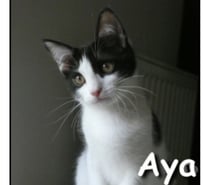 AYA, chatonne affectueuse et gentille