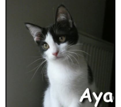 Don animaux Lyon Lyon - Photos Vivastreet AYA, chatonne affectueuse et gentille