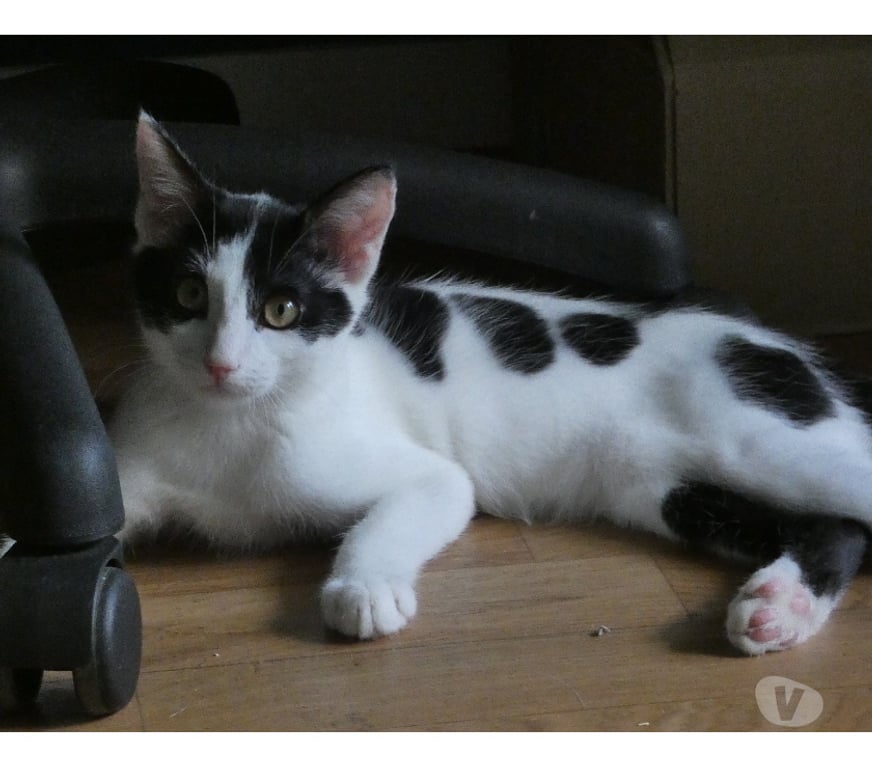 Don animaux Rhône Lyon - Photos Vivastreet ALFIE, chaton joueur et curieux