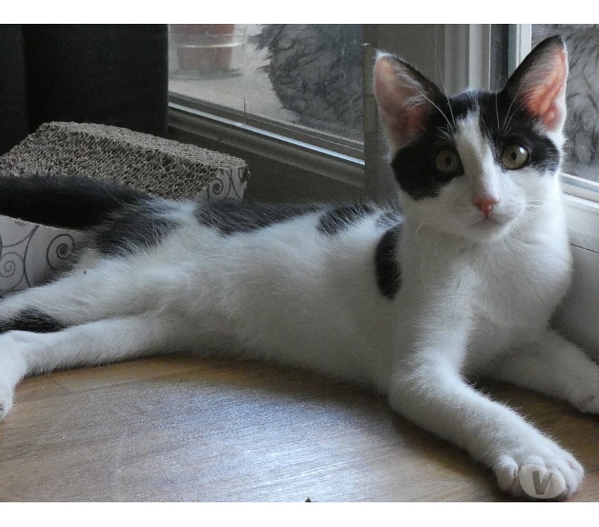 Don animaux Rhône Lyon - Photos Vivastreet ALFIE, chaton joueur et curieux