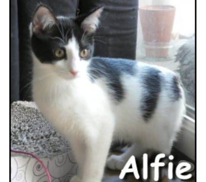 Don Lyon Lyon - Photos Vivastreet ALFIE, chaton joueur et curieux