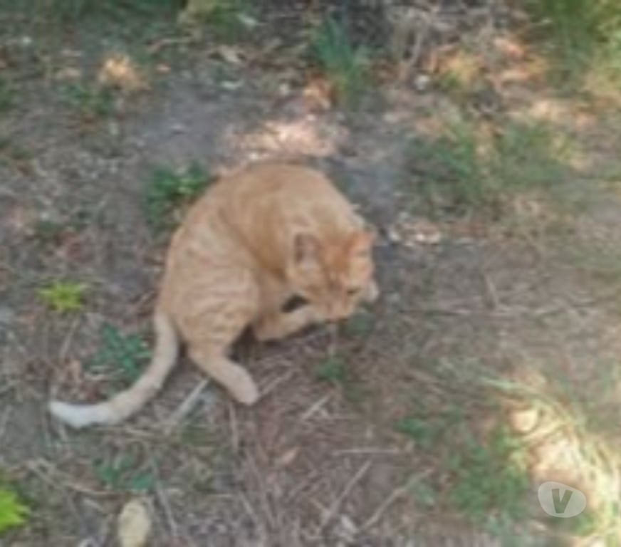 Don animaux Ardèche Rochemaure - 07400 - Photos Vivastreet Chat MATOU à l adoption