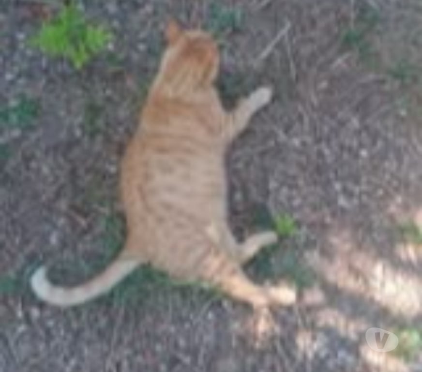 Don animaux Ardèche Rochemaure - 07400 - Photos Vivastreet Chat MATOU à l adoption