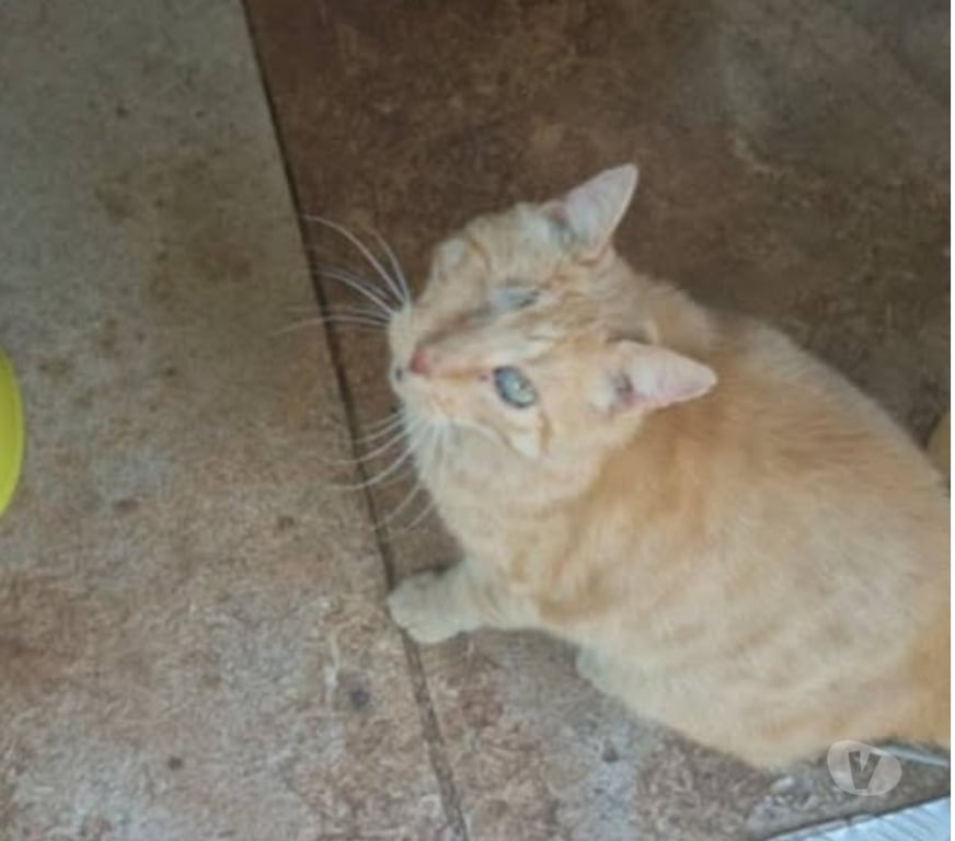 Don animaux Ardèche Rochemaure - 07400 - Photos Vivastreet Chat MATOU à l adoption