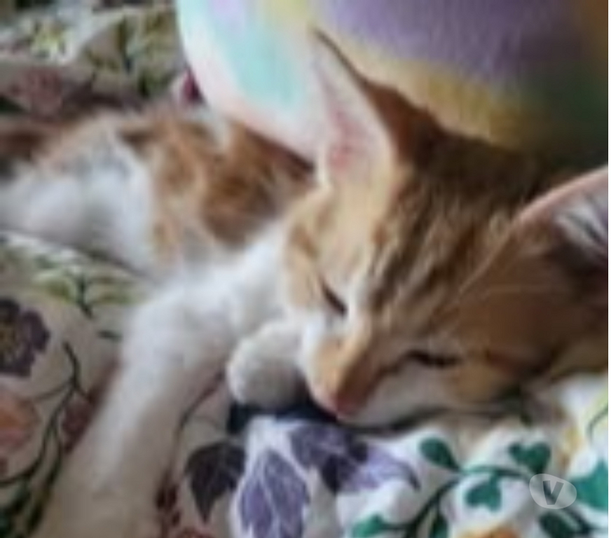 Don animaux Drôme St Donat sur l'Herbasse - 26260 - Photos Vivastreet Chat AUTOMNE à l adoption