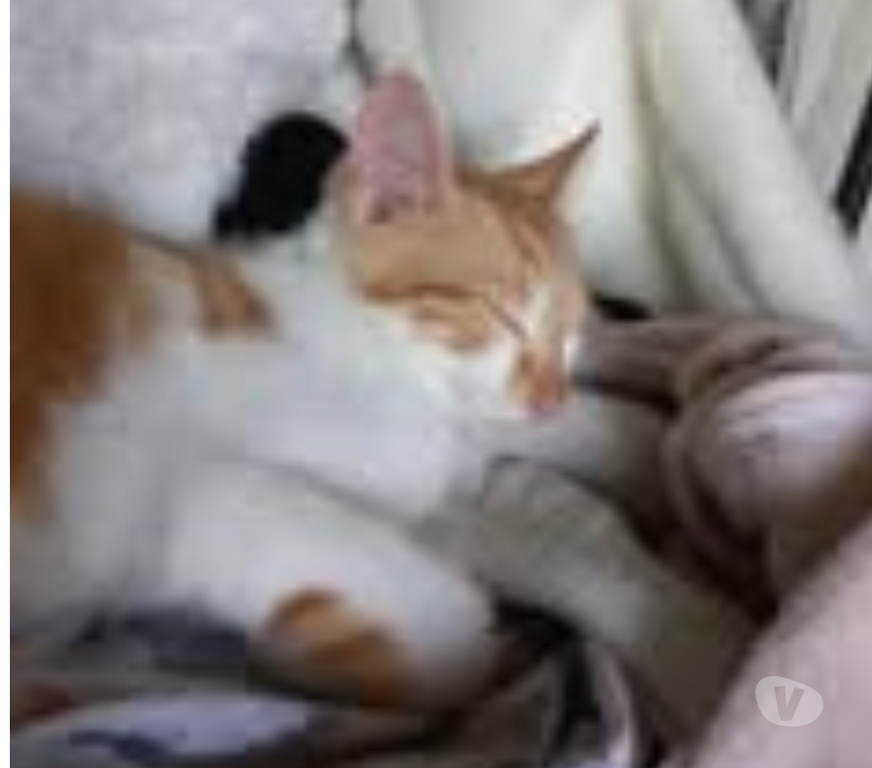 Don animaux Drôme St Donat sur l'Herbasse - 26260 - Photos Vivastreet Chat AUTOMNE à l adoption