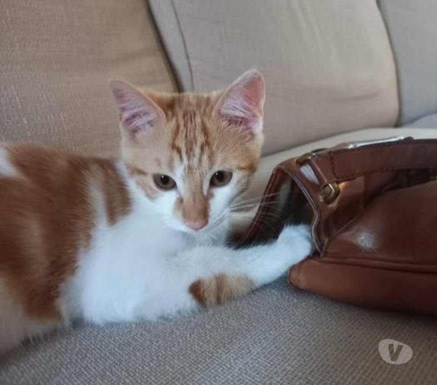 Don animaux Drôme St Donat sur l'Herbasse - 26260 - Photos Vivastreet Chat AUTOMNE à l adoption