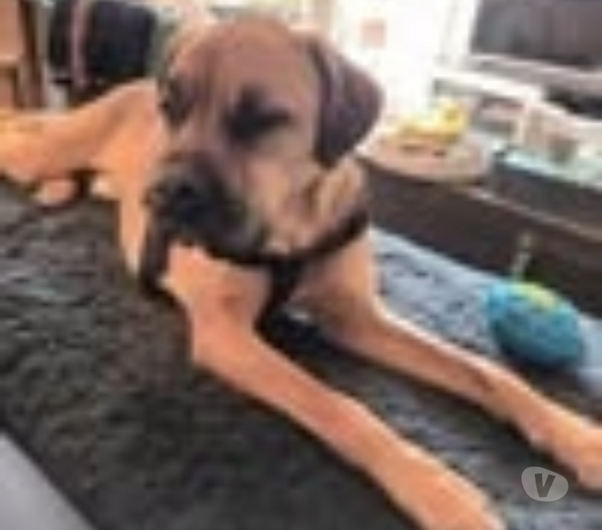 Don animaux Lot-et-Garonne Agen - 47000 - Photos Vivastreet Chien ELLIOT à l adoption
