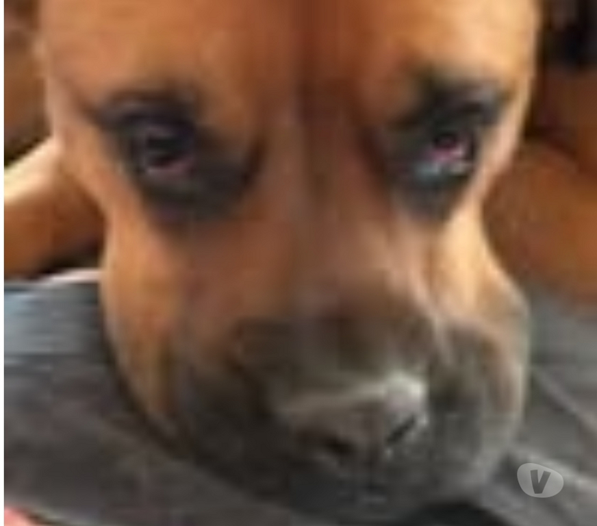 Don animaux Lot-et-Garonne Agen - 47000 - Photos Vivastreet Chien ELLIOT à l adoption