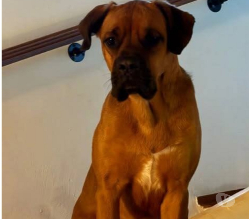 Don animaux Lot-et-Garonne Agen - 47000 - Photos Vivastreet Chien ELLIOT à l adoption