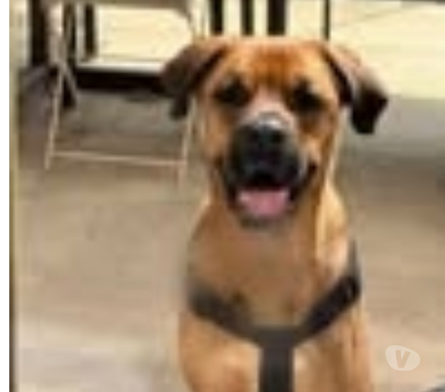 Don animaux Lot-et-Garonne Agen - 47000 - Photos Vivastreet Chien ELLIOT à l adoption