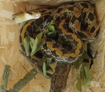 Serpent Taenuria + terrarium
