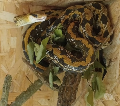 Vente animaux Rouffignac St Cernin Rouffignac St Cernin - Photos Vivastreet Serpent Taenuria + terrarium