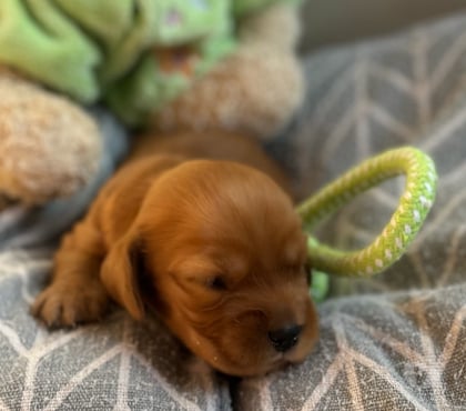 Vente animaux Beauvoisin Gard - Photos Vivastreet A réserver chiots Cockers Anglais
