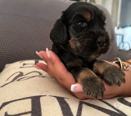 Vente animaux Beauvoisin Gard - Photos Vivastreet A réserver chiots Cockers Anglais