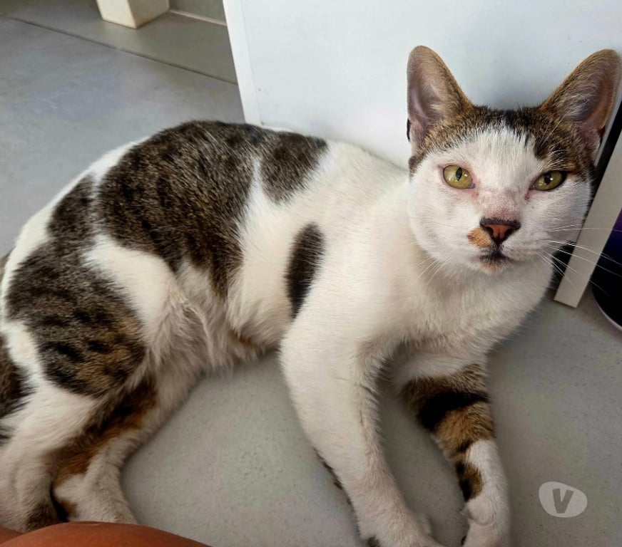 Don animaux Aude Carcassonne - Photos Vivastreet Hope adorable chat 8 ans cherche sauveur