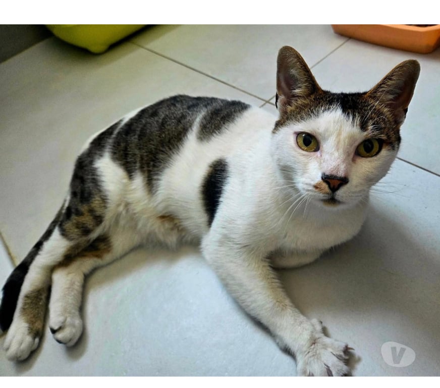 Don animaux Aude Carcassonne - Photos Vivastreet Hope adorable chat 8 ans cherche sauveur