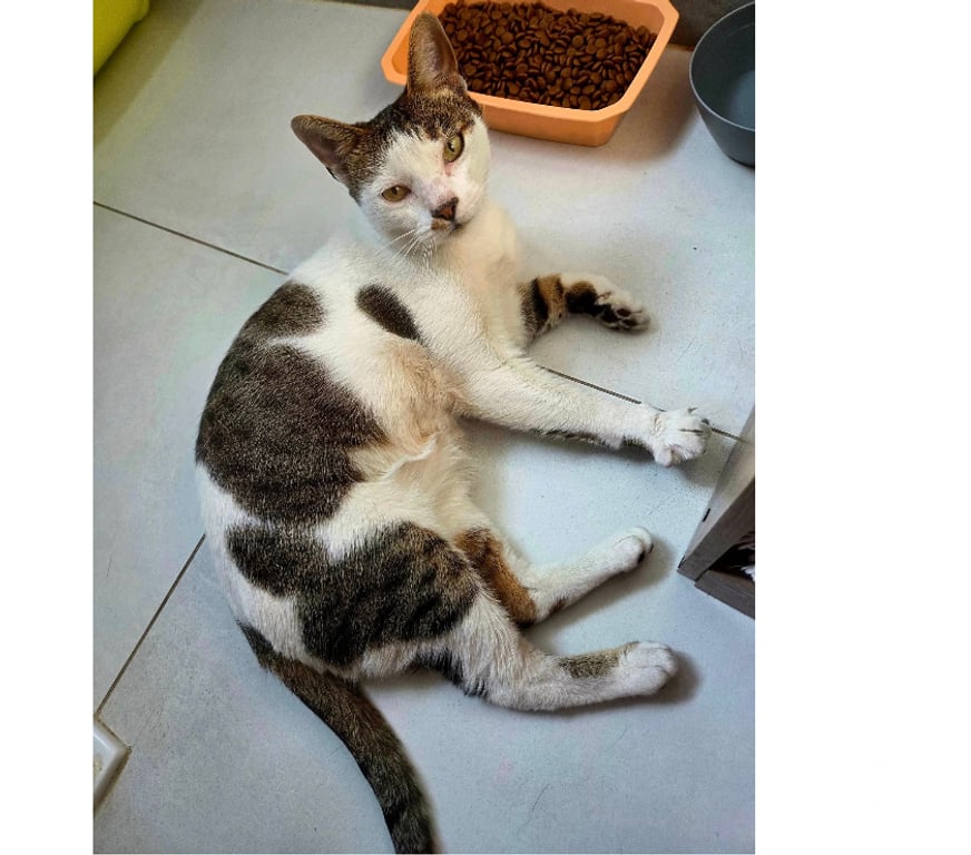 Don animaux Aude Carcassonne - Photos Vivastreet Hope adorable chat 8 ans cherche sauveur