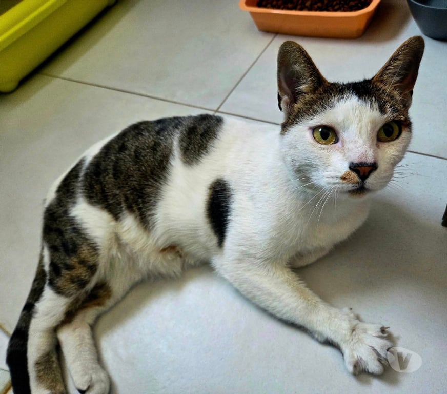 Don animaux Aude Carcassonne - Photos Vivastreet Hope adorable chat 8 ans cherche sauveur