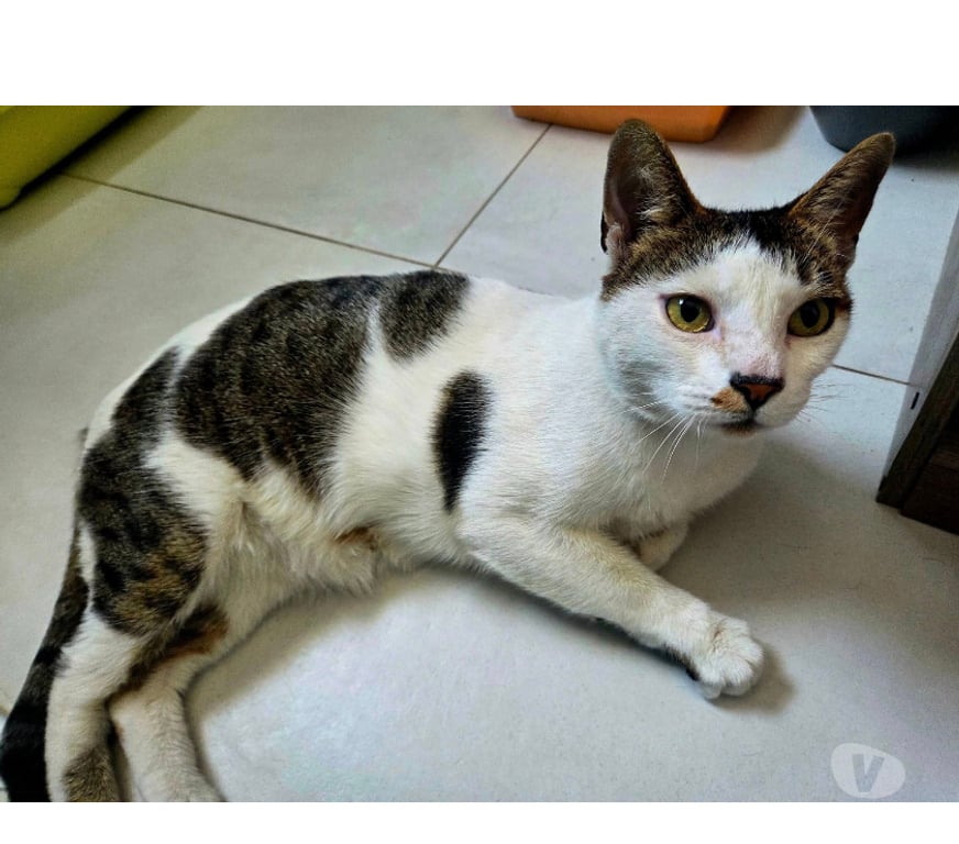Don animaux Aude Carcassonne - Photos Vivastreet Hope adorable chat 8 ans cherche sauveur