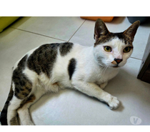 Hope adorable chat 8 ans cherche sauveur