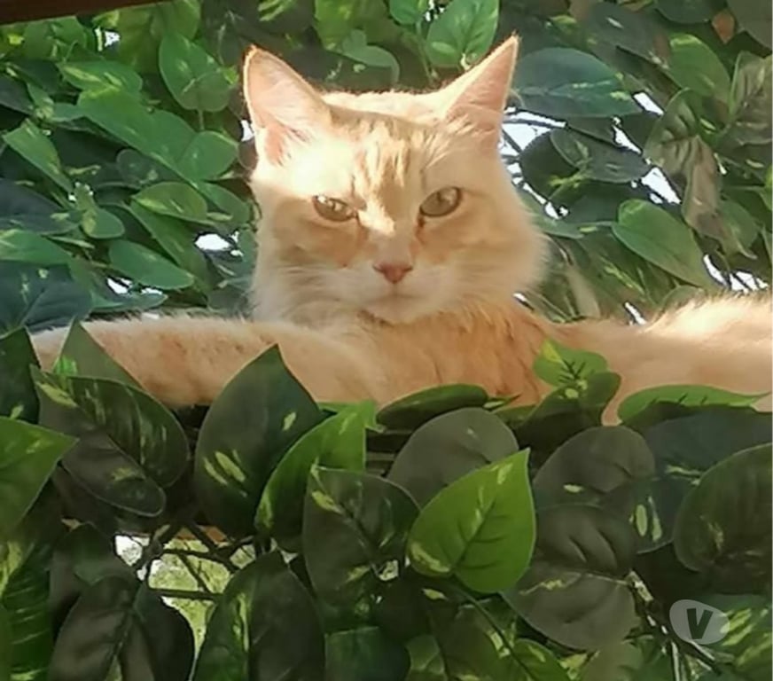 Don animaux Aude Carcassonne - Photos Vivastreet Mimi 9 ans chat roux poils longs abandonne cherche famille