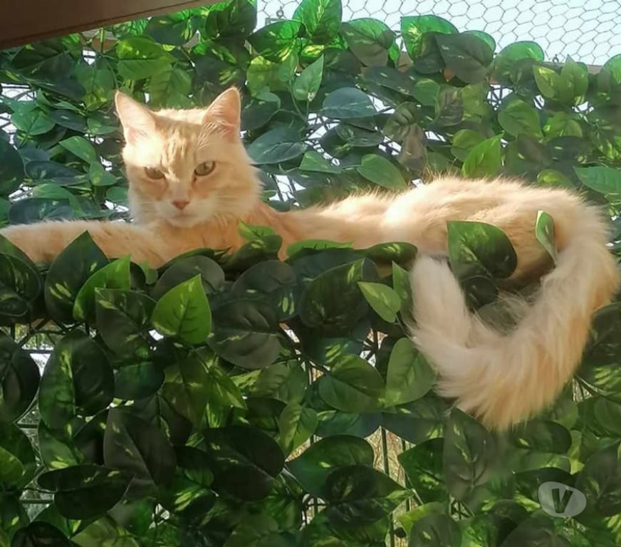 Don animaux Aude Carcassonne - Photos Vivastreet Mimi 9 ans chat roux poils longs abandonne cherche famille