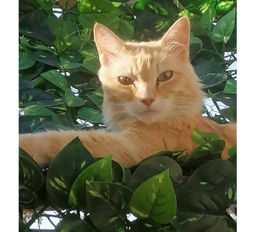 Don animaux Aude Carcassonne - Photos Vivastreet Mimi 9 ans chat roux poils longs abandonne cherche famille