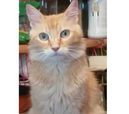 Adoption animaux Carcassonne Carcassonne - Photos Vivastreet Mimi 9 ans chat roux poils longs abandonne cherche famille