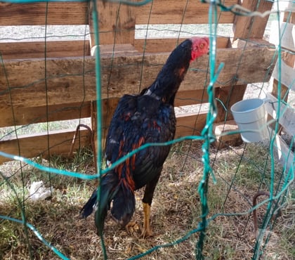 Vente animaux Blaye Gironde - Photos Vivastreet Vend coq vietnamien de six mois