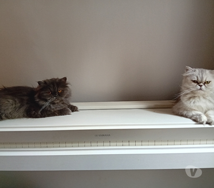 Services, accessoires animaux Moissac Tarn-et-Garonne - Photos Vivastreet Recherche male persan pour saillie