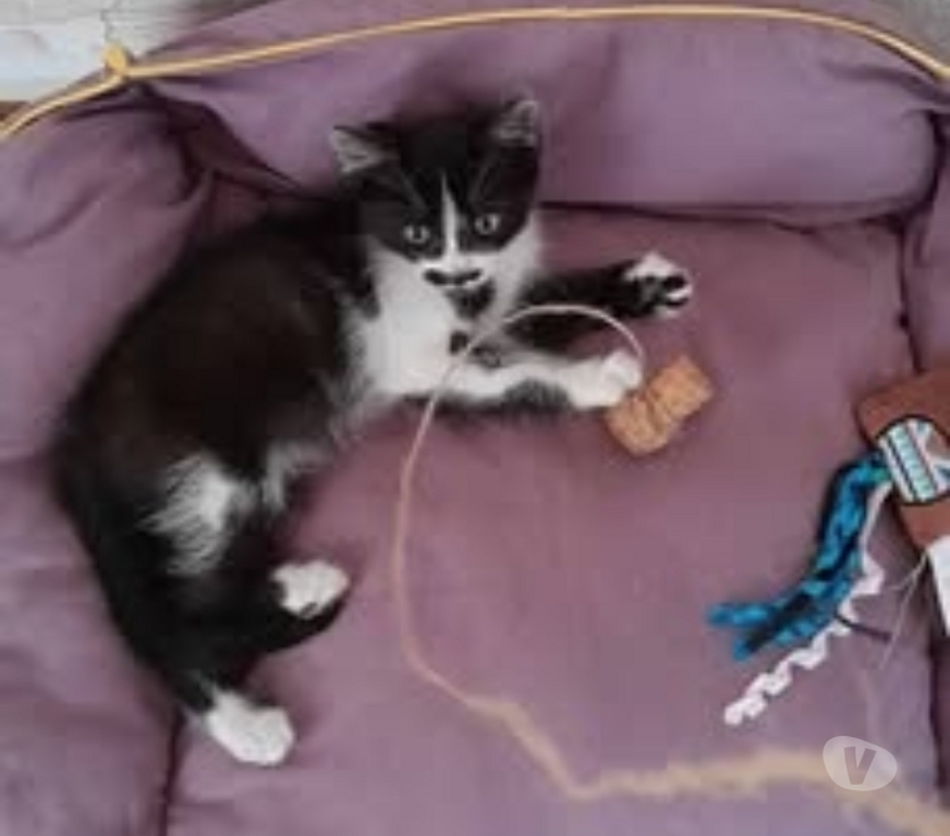 Don animaux Ardèche Chomerac - 07210 - Photos Vivastreet Chat OIRI à l adoption