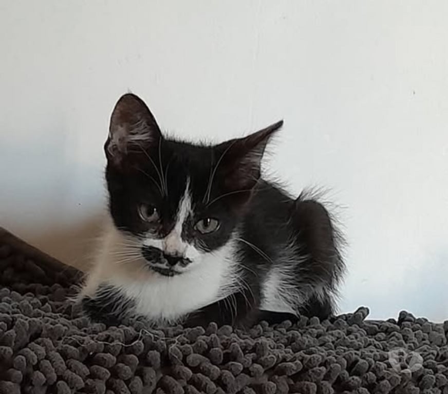 Don animaux Ardèche Chomerac - 07210 - Photos Vivastreet Chat OIRI à l adoption