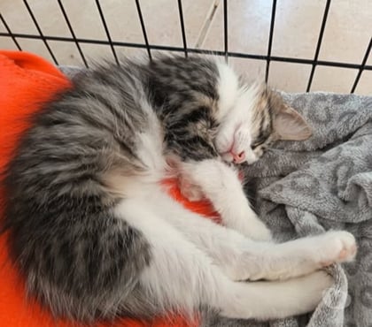 Don animaux St Restitut Drôme - Photos Vivastreet Chat SALSA à l adoption