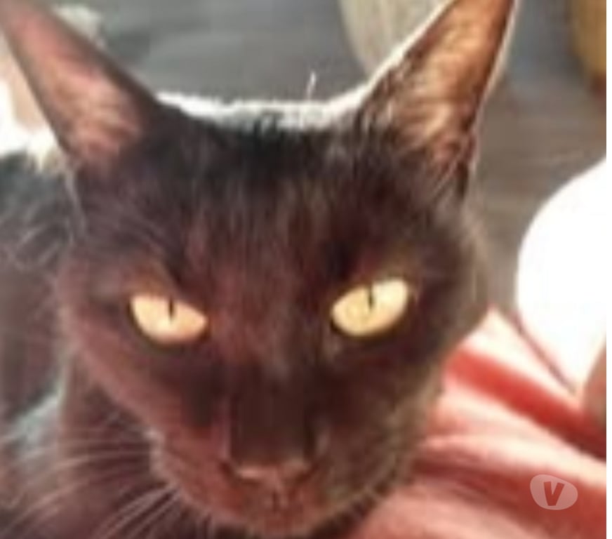 Don animaux Drôme Bourg de Peage - 26300 - Photos Vivastreet Chat LOLITA à l adoption