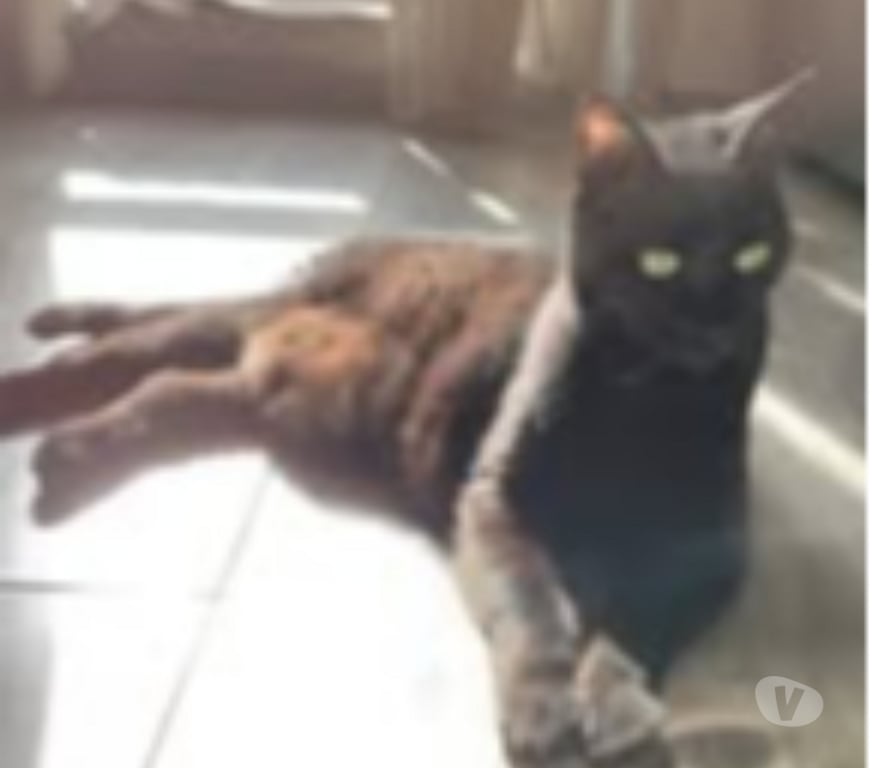 Don animaux Drôme Bourg de Peage - 26300 - Photos Vivastreet Chat LOLITA à l adoption