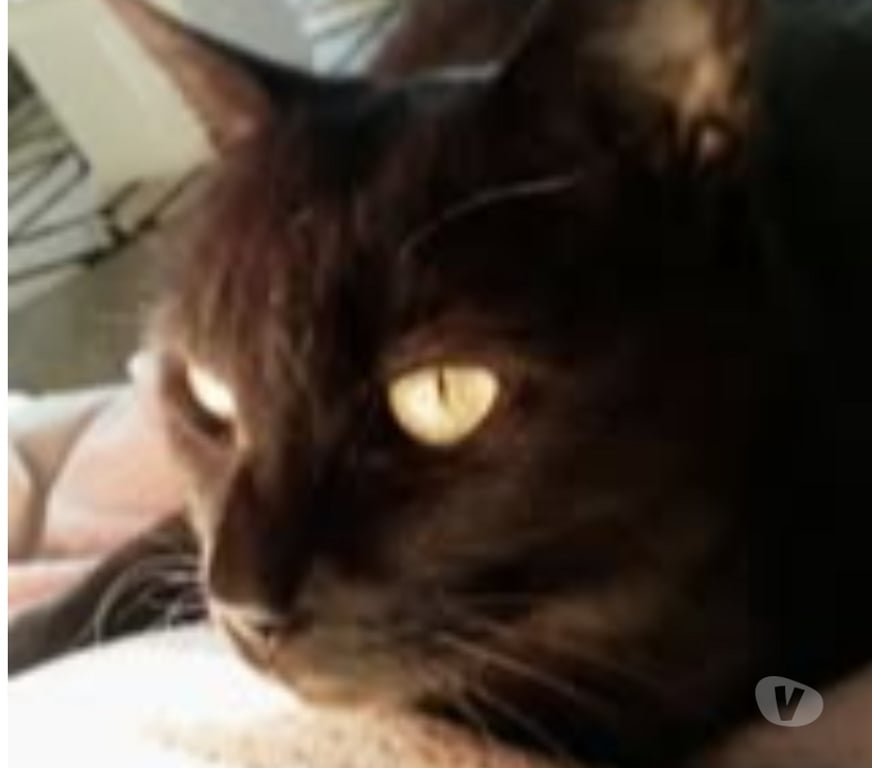 Don animaux Drôme Bourg de Peage - 26300 - Photos Vivastreet Chat LOLITA à l adoption
