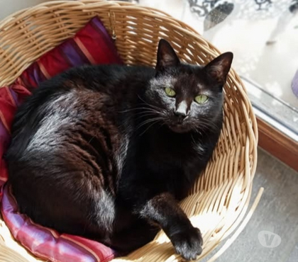 Don animaux Bourg de Peage Drôme - Photos Vivastreet Chat LOLITA à l adoption